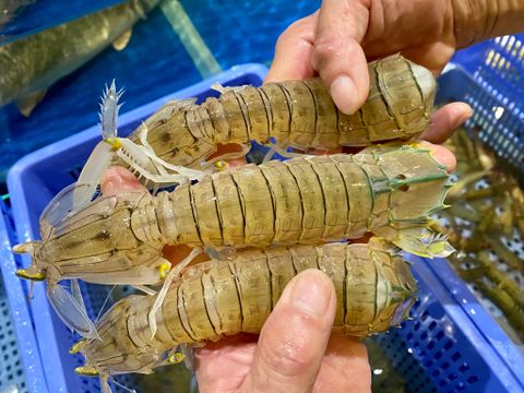 Điểm danh các loại hải sản có mặt tại nhà HP3 Seafood