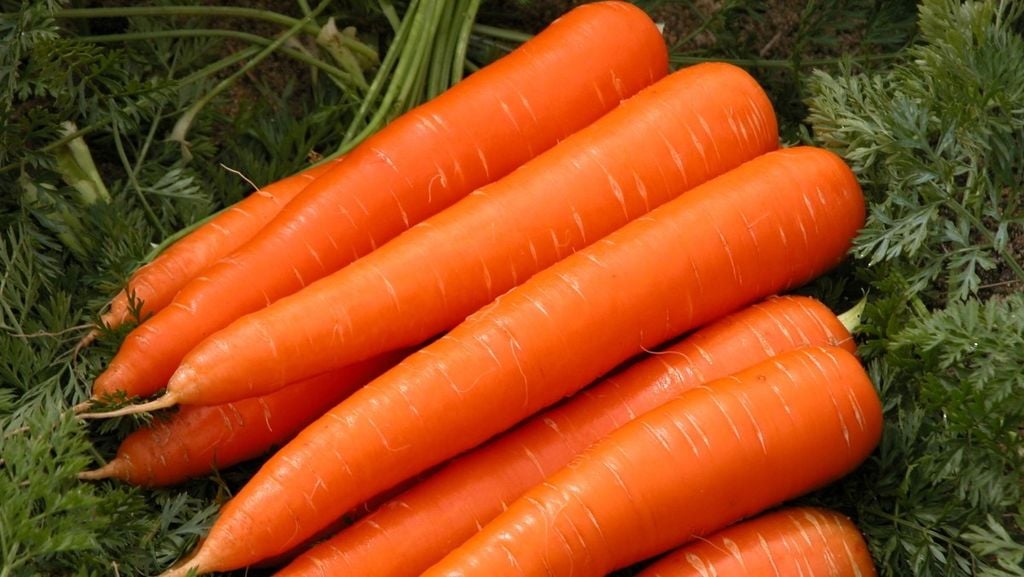 Cách chọn mua cà rốt tươi ngon để làm món súp tôm hùm