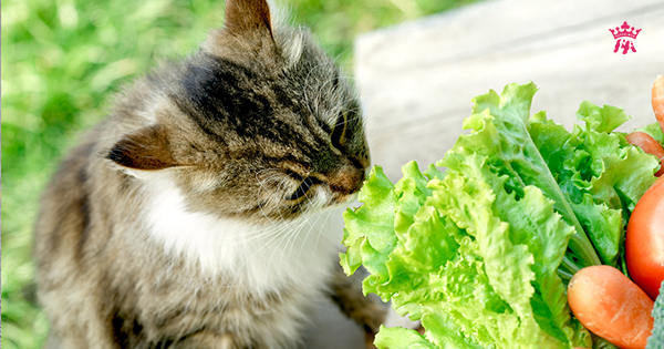 6 loại rau củ rất tốt cho mèo cưng