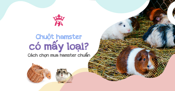 Chuột hamster có mấy loại? Cách chọn mua hamster chuẩn