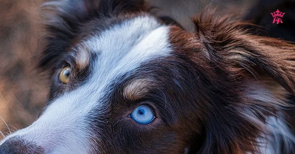 Tìm hiểu về mắt và các bệnh về mắt ở chó