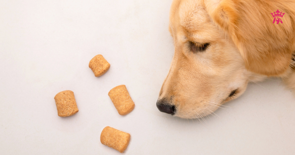 Các loại thức ăn độc hại cho chó - Infographic