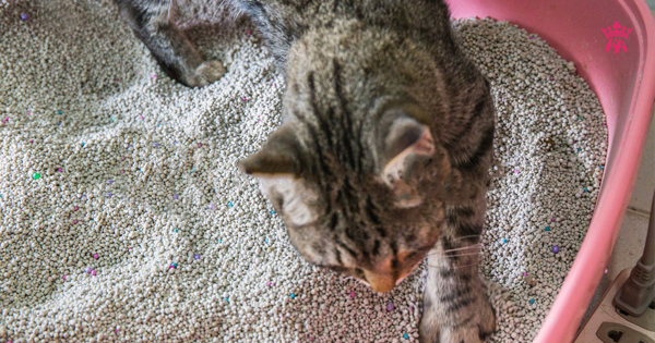 Cát đất sét vệ sinh cho mèo bentonite làm bằng gì?