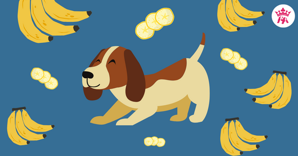 Chó ăn chuối được không? Loại trái cây nào an toàn với chó?