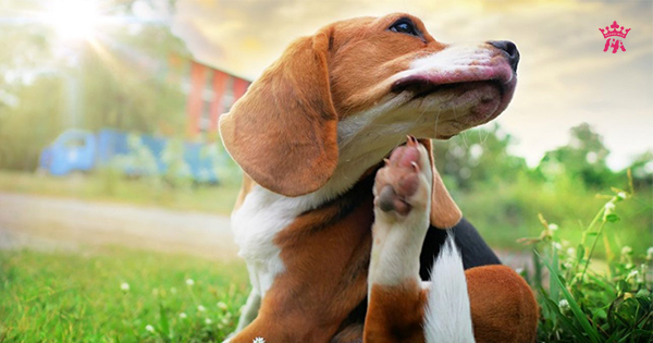 Chó bị dị ứng thức ăn: Dấu hiệu nhận biết và cách xử lý