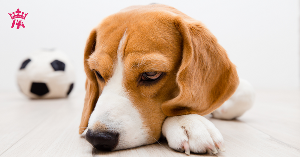 Chó bị rối loạn tiêu hóa - Dấu hiệu và cách chữa tại nhà