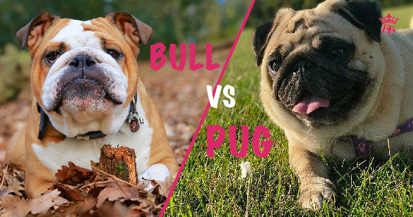 Chó Bull và chó Pug có khác nhau? Và chọn thức ăn nào?