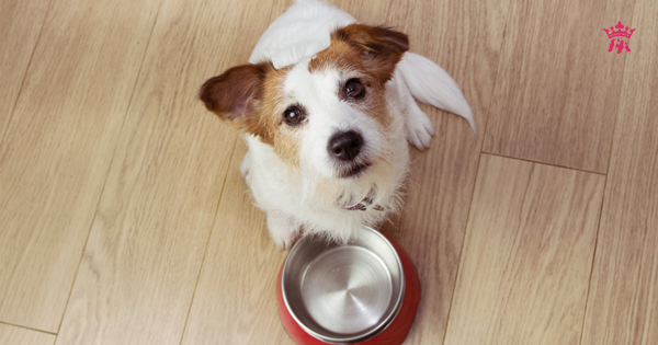 Chó con ăn bao nhiêu là đủ? Cách tính khẩu phần ăn cho chó