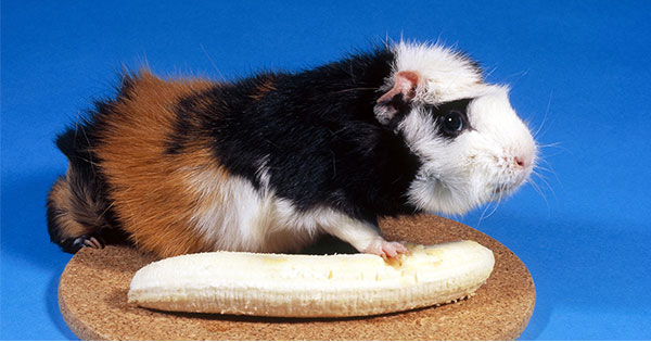 Thành phần dinh dưỡng trong chuối tốt cho Hamster
