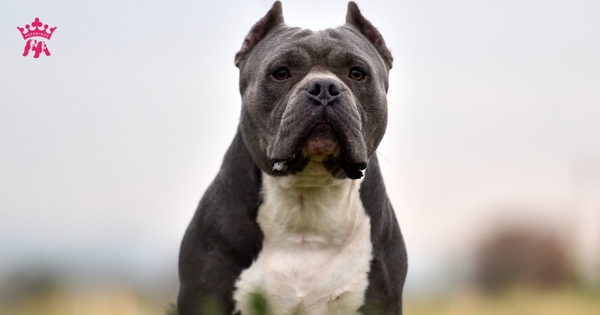 Tìm hiểu về chó Pitbull: Nguồn gốc, đặc điểm, giá bán