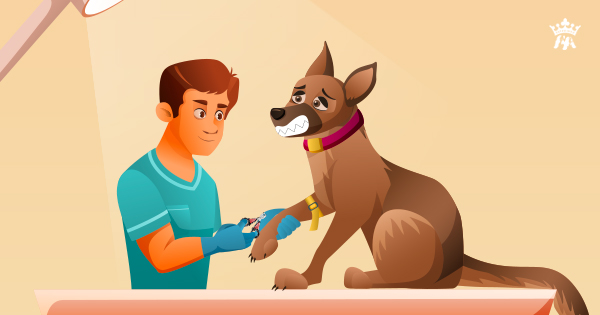Làm sao để cắt móng chân cho chó?