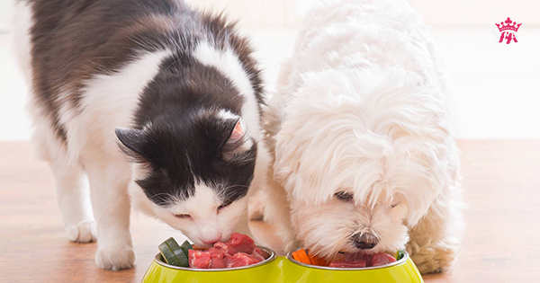 Có nên cho chó mèo ăn quá nhiều thịt?