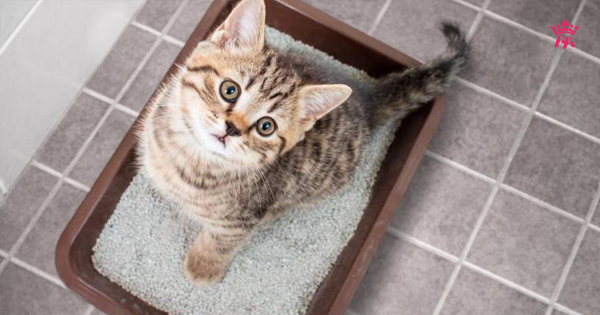Hướng dẫn sử dụng cát vệ sinh cho mèo tiết kiệm và hiệu quả