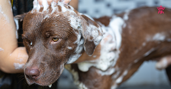 Làm sao để giảm viêm da cho cún hoàn toàn tự nhiên?