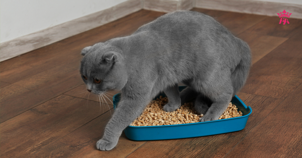 Mèo ăn cát vệ sinh: Nguyên nhân và cách xử lý