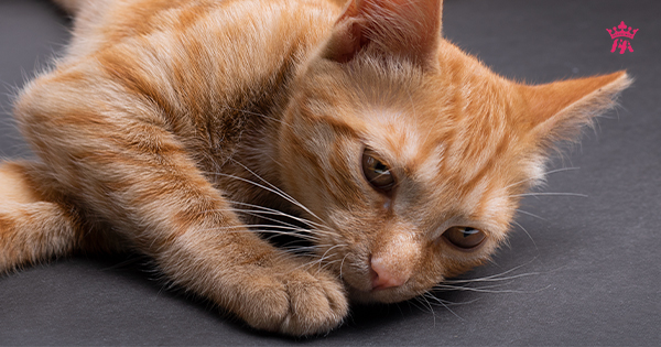 Tìm hiểu các vấn đề về bệnh đường tiêu hóa ở mèo