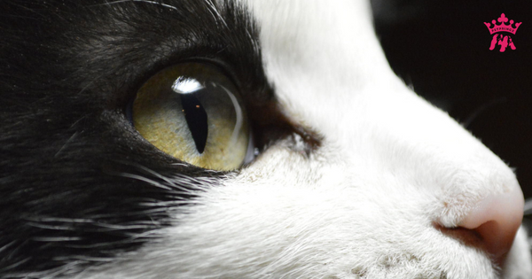 Mèo bị đau mắt dùng thuốc gì mau khỏi?