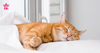 Mèo bị ốm: Cách nhận biết và chăm sóc tại nhà