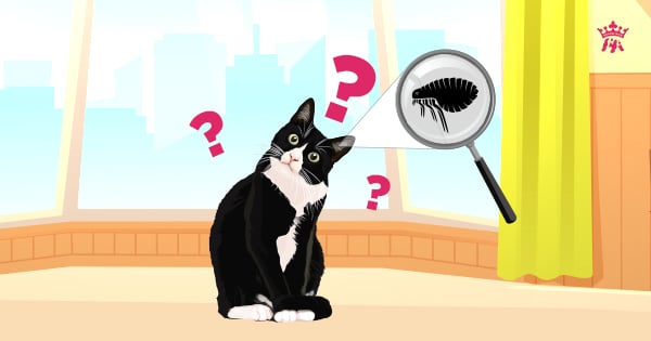Rận tai ở mèo có nguy hiểm không? Có lây sang người không?