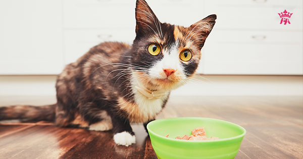 Mèo nên ăn nhiều thức ăn khô hay thức ăn ướt?
