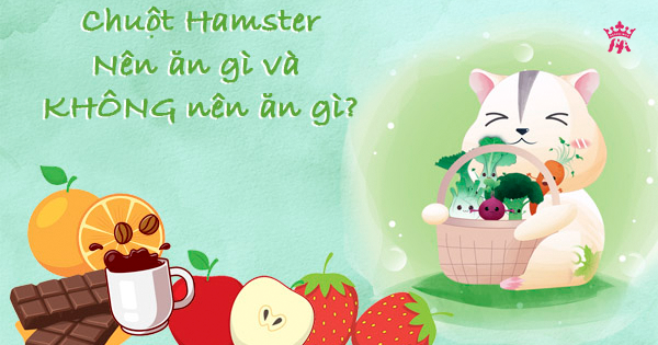 Nên cho chuột hamster ăn gì và không nên ăn gì?