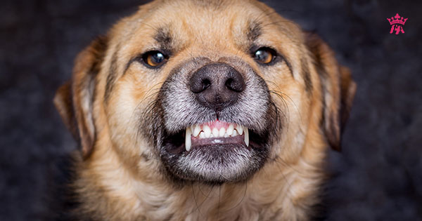 Nguyên nhân dẫn điến tình trạng sâu răng ở chó