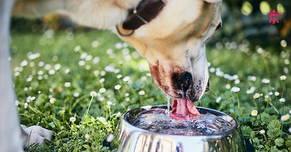 Những cách khuyến khích chó mèo uống nhiều nước