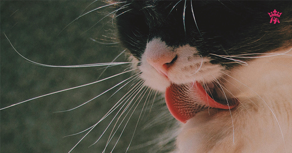 Những sự thật thú vị về chiếc lưỡi của mèo