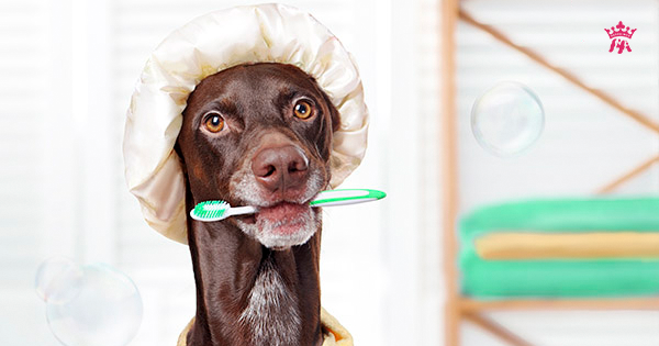 Tại sao phải vệ sinh răng miệng cho chó?