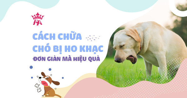 Cách chữa chó bị ho khạc đơn giản mà hiệu quả