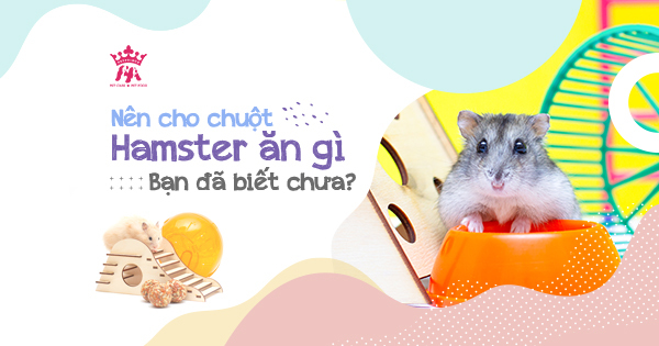Nên cho chuột hamster ăn gì, bạn đã biết chưa?
