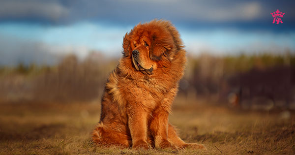 Top 10 giống chó lớn nhất trên thế giới