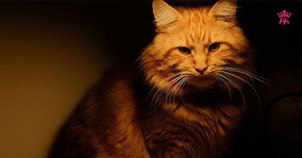 Top 5 giống mèo đẹp nhất trên thế giới