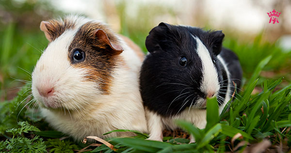 Top 5 loài hamster được ưa chuộng làm thú cưng