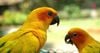 Top 8 loài chim thân thiện dễ nuôi