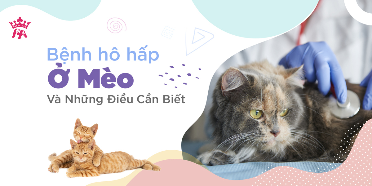 Bệnh Hô Hấp Ở Mèo Và Những Điều Cần Biết – Pet Prince Store
