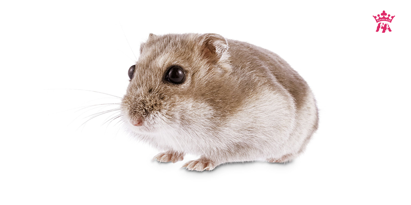 cach-nhan-biet-cac-loai-hamster