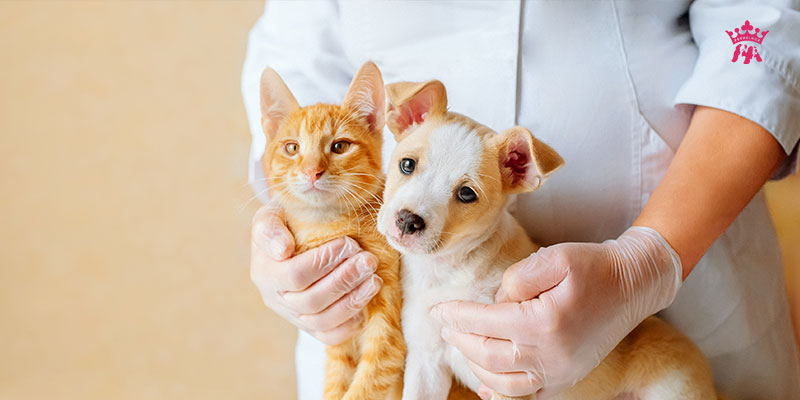 Bí mật đằng sau chuyện chó mèo ghét nhau - Pet Prince Store