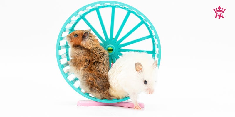 5 nguyên nhân hamster bị rụng lông