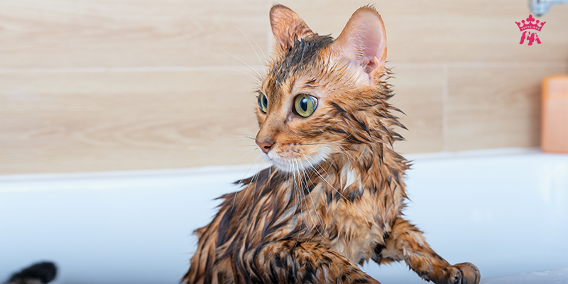 co-nen-tam-cho-meo-hay-khong-vi-sao