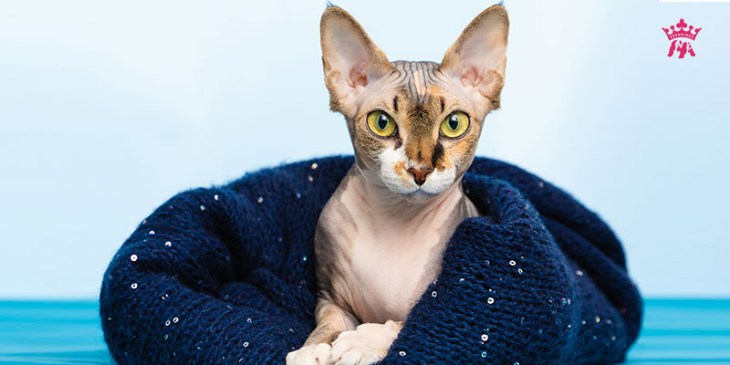  Mèo Sphynx - Mèo nhân sư Ai Cập - Pet Prince Store