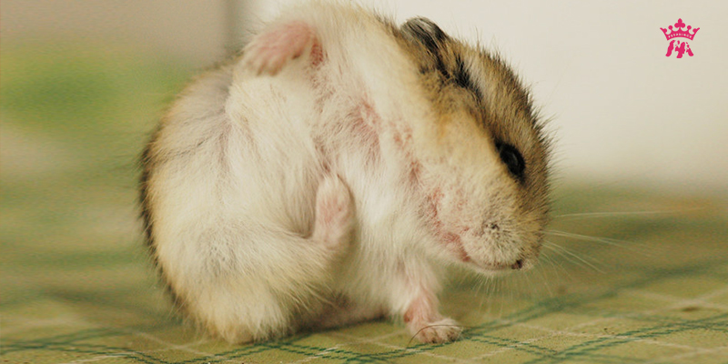 Tại sao hamster bị ngứa