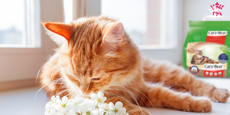 Khử mùi hôi chất thải của mèo nhanh và hiệu quả