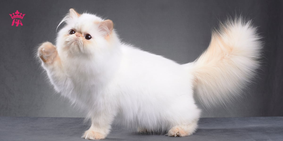Mèo Ba Tư (Persian Cat) - Giống mèo mặt tịt Ngộ Nghĩnh, Đáng Yêu