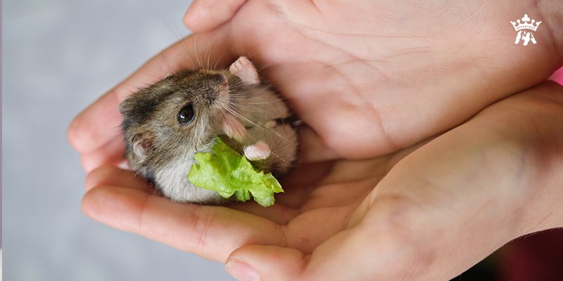 Hình ảnh các loại rau củ Hamster nên ăn