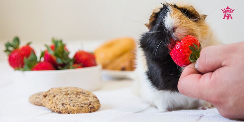 Hình ảnh các loại trái cây Hamster nên ăn