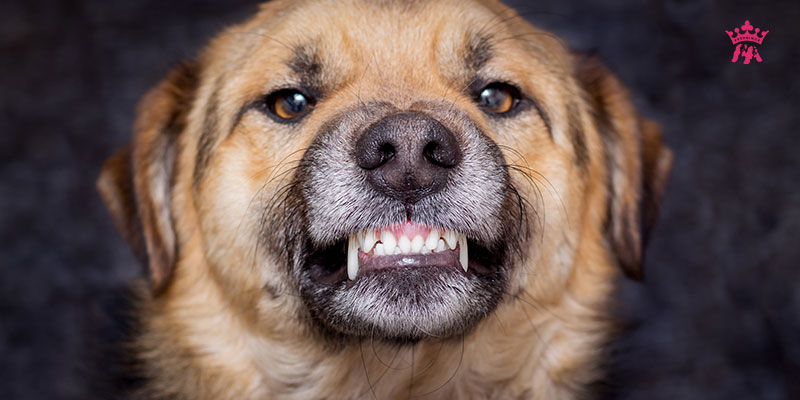 nguyên nhân sâu răng ở chó