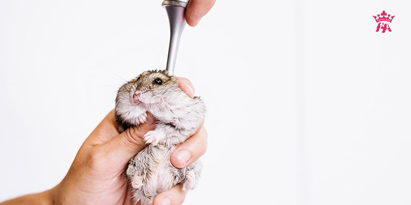 5 nguyên nhân hamster bị rụng lông