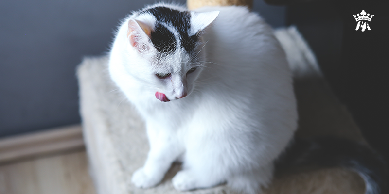  Những nguyên nhân khiến mèo đi phân nặng mùi - Pet Prince Store