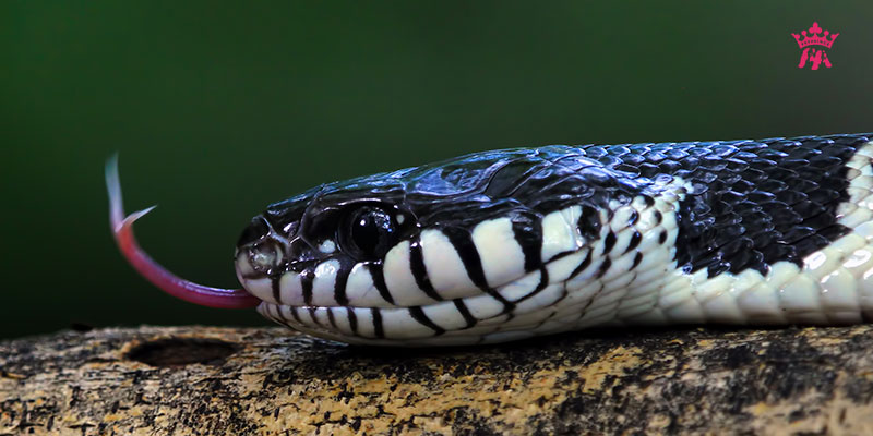 Tại sao rắn thè lưỡi
